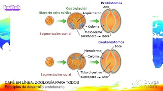 CAFÉ EN LÍNEA ZOOLOGÍA PARA TODOS Principios del desarrollo embrionario [upl. by Neely4]