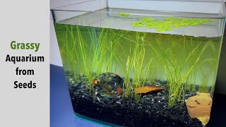 Growing dwarf hair grass from seeds for aquarium [upl. by Neyu900]