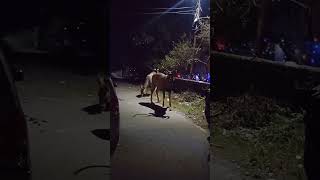 Barasingha swamp deer near home india tour ansuniranjan viralshorts travel shambhu [upl. by Maziar117]