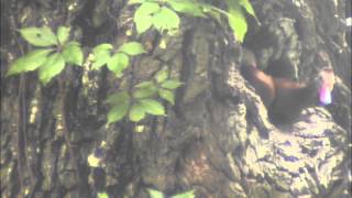 Blackbellied Whistling Ducks in Yard [upl. by Zephan]