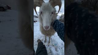 الخروف الجاسوس🐑  تم أخذ الفيديو من صفحة arcticfluffs  دبلجةمضحكة اكسبلور السعودية mykingo [upl. by Roderic]