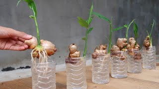 How to grow Ginger in water for beginners Growing ginger at home [upl. by Skill]