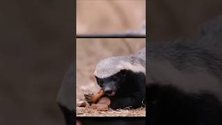 Honey badger shorts viralvideo trending [upl. by Satterlee]