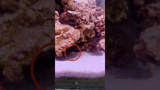 Cichlid Fish Breeding Results telugu trending pets aquarium viral telugushorts [upl. by Ylliw]