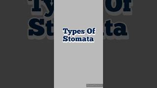 Types of Stomata dailyshort biology pharmacognosy science pharmacy medicalstudent education [upl. by Halle]