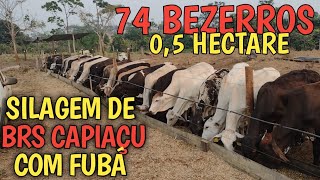 74 bezerros tratados com silagem de Brs capiaçu  farelo de milho pecuariaboigordo [upl. by Cooperstein]