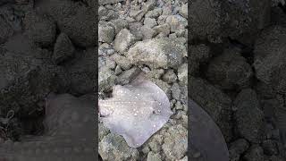 Surprise Thornback Ray While Fishing For Conger At Mostyn 🐠🎣 [upl. by Nhoj518]