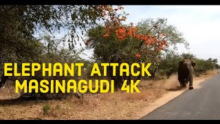 Elephant Attack Masinagudi 4K Go Pro [upl. by Yemrej]