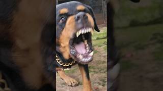 angry Rottweiler barking sound viral rottweiler angrypuppy cutepet dog cat angryanimal [upl. by Therine]