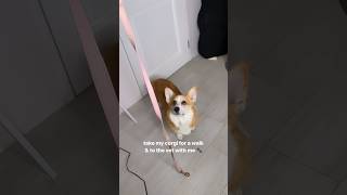 mama’s boy 🐶🐾 gravy the corgi mini vlog [upl. by Ehcropal872]