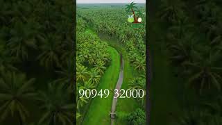 Pollachi Coconut 🌴 Tender Coconut Nature🌴 shorts 🌴tamil nature 🌴 whatsappstatus 🌴 909493 2000 [upl. by Clougher627]