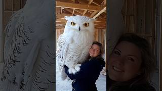 owl birds birdsofprey owllove animals owllovers pets beauty stitch [upl. by Haerr926]