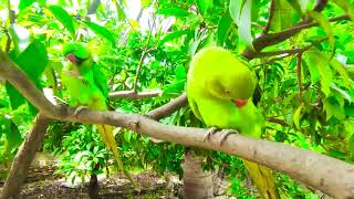 Parrot Video  Desi Tota  Ring Neck Parrots [upl. by Lesko]