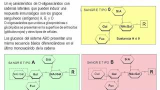 Tema 56 Biosíntesis de proteínas Mecanismo de traducción S4 Modificaciones Postraduccionales [upl. by Pinelli]