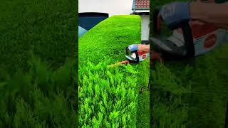 Perfectly trimmed hedges So satisfyingcleaning garden short satisfying enjoy trim hedges [upl. by Elletsyrc316]