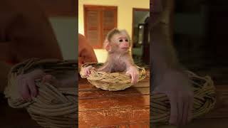 Pity Newborn Bbay Monkey Look So Cute [upl. by Alina]