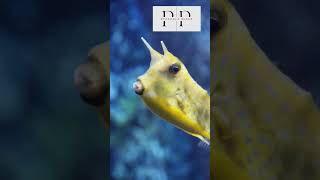 Cowfish shorts ytshorts viralshorts wildlife nature animals pathshalaplace cowfish facts [upl. by Russon]