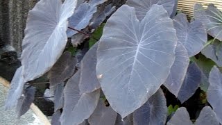 Colocasia Esculenta  Black Magic Plant [upl. by Heiney237]