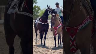 Caballos de carreras music corridos envivo horsesports [upl. by Dode]