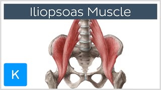 Iliopsoas Muscle Action  Function Anatomy amp Innervation  Human Anatomy  Kenhub [upl. by Pazit]