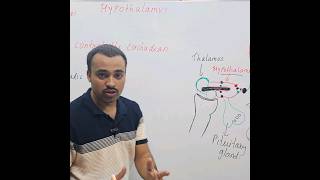 Circadian rhythm  Hypothalamus [upl. by Carothers697]