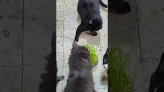 Pelea de gatos por la hierba cat catsofyoutube catshorts funny gatosdivertidos catlover [upl. by Novelc]