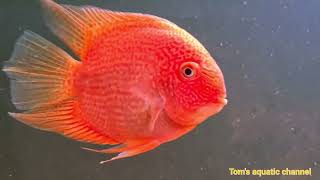 quotRedspotted Goldquot Severum Heros Efasciatus Toms aquatic channel [upl. by Faber]