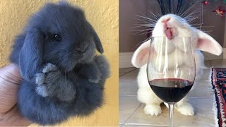 Cute Baby Animals Videos Compilation  Funny and Cute Moment of the Animals 24  Cutest Animals [upl. by Dray408]