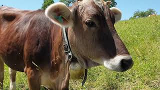 Bauernhoftiere für Kinder mit Naturgeräuschen  Kühe Schafe Pferde Hühner [upl. by Myrtice]