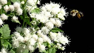 Flowering Plant Video Library Boneset Eupatorium perfoliatum [upl. by Roux]