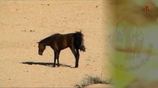 Namibia erleben  Teil 30  Die Wilden Pferde der Namib [upl. by Ladew]