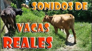 sonidos de vacas  sonidos de animales de granja AudiStreet [upl. by Miehar31]