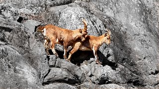 Mountain Goats Mating Season [upl. by Vergos]