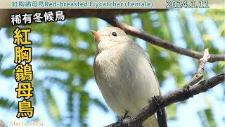 20240111 稀有冬候鳥——紅胸鶲母鳥／Redbreasted Flycatcher Female [upl. by Salhcin34]