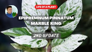 Life of a plant  Epipremnum pinnatum Marble King 25 months update propagation and repotting [upl. by Beaner603]