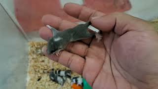 2 WEEK OLD BABY DORMOUSEAFRICAN PYGMY DORMICETUPAI MINI睡鼠 [upl. by Rodrique]