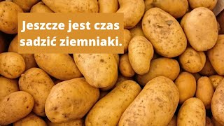 Uprawa ziemniaków w donicach skrzynce Jak uprawiać ziemniaki w donicach Jak sadzić ziemniaki [upl. by Ssew]