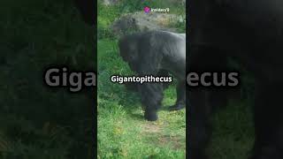 5 Mind Blowing Facts About Gigantopithec [upl. by Yojal]