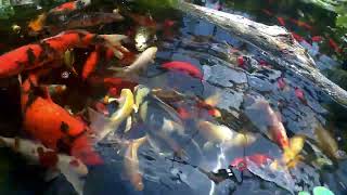 koi and goldfish pond 240728 flatboat  feeding [upl. by Oniluap]