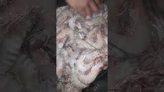 shrimps fishery fish seafood food [upl. by Yance]