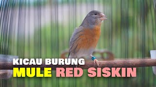 KICAU BURUNG MULE RED SISKIN [upl. by Casta384]