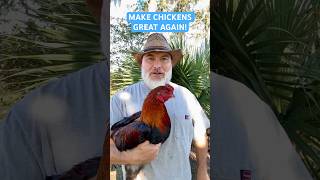 MAKE CHICKENS GREAT AGAIN FreeRange Survival Chickens are the Future of Poultry chicken [upl. by Atirma]