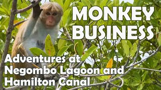 Monkey Business  Negombo Lagoon amp Hamilton Canal  Backpacking  Recreational [upl. by Ardussi]