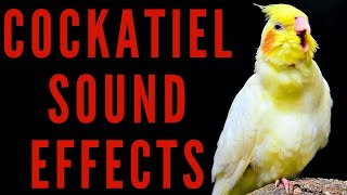 COCKATIEL SOUND EFFECTS  Cockatiel Sounds  maktubytv [upl. by Christel]