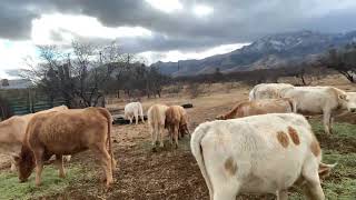 Counting Charolais Cross Calves [upl. by Naro]