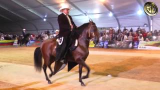 GC de Caballos de Trocha Pura  Feria Nacional Equina 2015 [upl. by Wystand365]