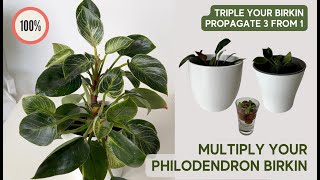 Multiply Your Birkin 🌱 How to Propagate Philodendron Birkin in Water and Soil [upl. by Ellehcyt209]