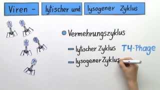 Lytischer und Lysogener Zyklus bei Viren  Biologie  Genetik [upl. by Nicram169]