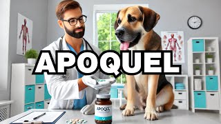 What Is Apoquel For Dogs Explained [upl. by Esnofla175]