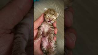 cute kitten🤎 cat nice kitten cute kitty حيوانات قطط animals shorts short [upl. by Naz367]